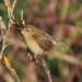Canary Islands Chiffchaff - Photo (c) rolandwirth, some rights reserved (CC BY-NC), uploaded by rolandwirth
