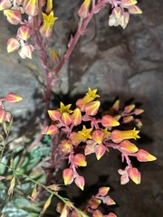 Dudleya saxosa collomiae