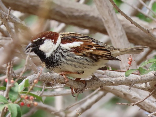 Spanish Sparrow