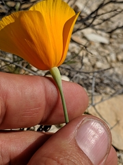 Eschscholzia lemmonii