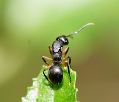 Polyrhachis femorata