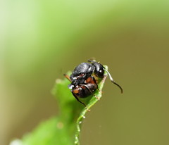 Polyrhachis femorata