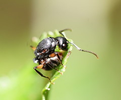 Polyrhachis femorata