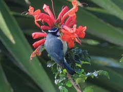Cyanistes teneriffae teneriffae