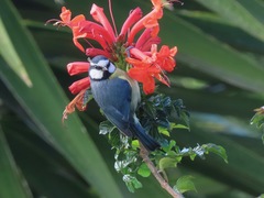 Cyanistes teneriffae teneriffae