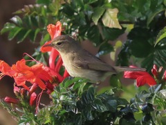 Canary Islands Chiffchaff photo 5