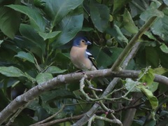 Fringilla coelebs canariensis