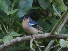 Fringilla coelebs canariensis