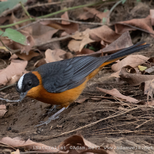 Snowy-crowned Robin-Chat