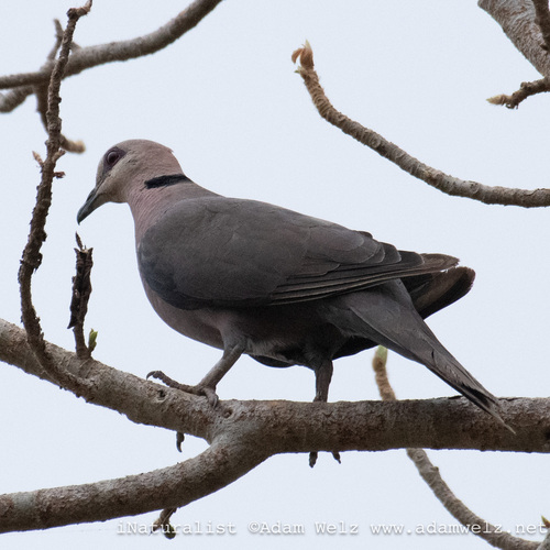 Red-eyed Dove