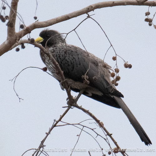 Western Plantain-eater