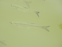 Hemiculter leucisculus