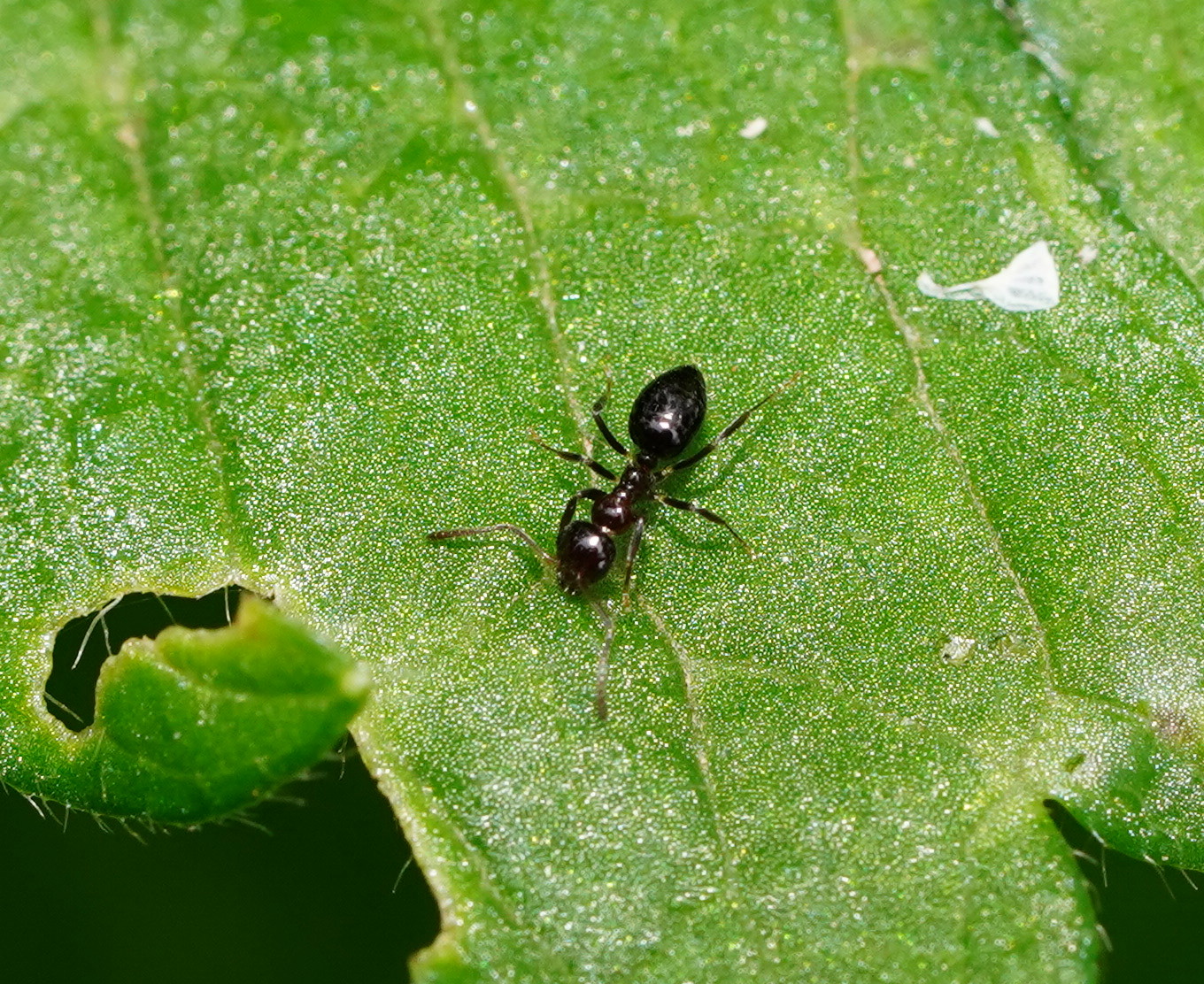 Myrmecorhynchus