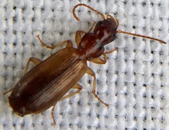 Paradromius linearis