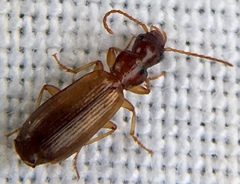 Paradromius linearis