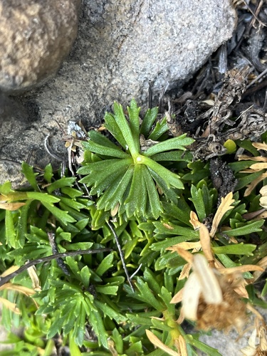 Little Swampdaisy (Osmitopsis nana)