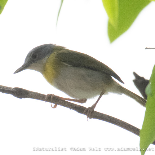 Yellow-breasted Apalis