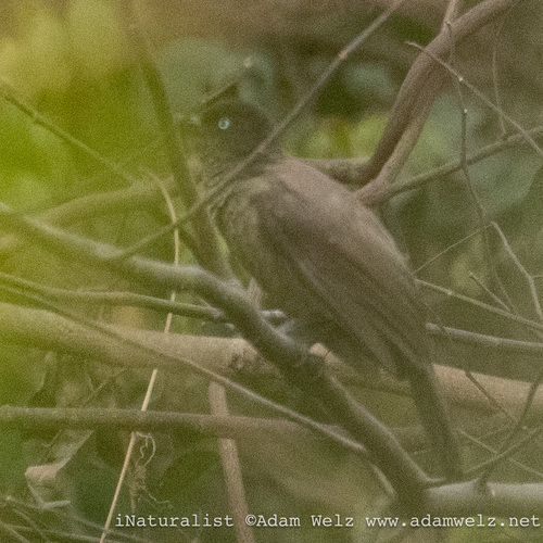 Blackcap Babbler