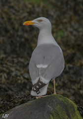 Larus argentatus