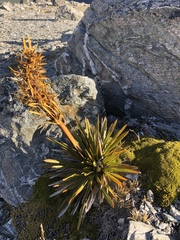 Aciphylla kirkii