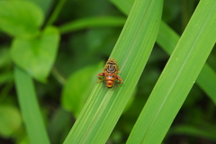 Eristalinus paria