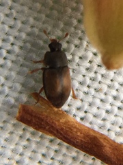 Epuraea melanocephala