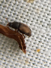 Epuraea melanocephala