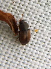 Epuraea melanocephala