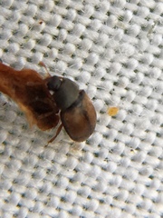 Epuraea melanocephala