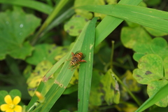 Eristalinus paria