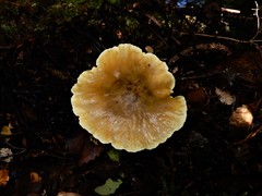 Tricholoma viridiolivaceum