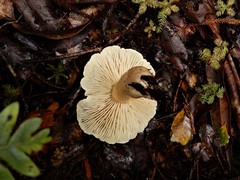 Tricholoma viridiolivaceum