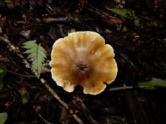 Tricholoma viridiolivaceum