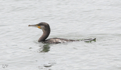 Phalacrocorax carbo