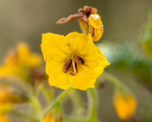 Solanum lycopersicoides