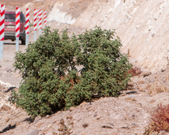 Solanum lycopersicoides, photograph (c) Nicolás Villaseca Merino, some rights reserved (CC BY-SA)