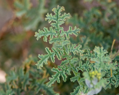 Solanum lycopersicoides, photograph (c) Nicolás Villaseca Merino, some rights reserved (CC BY-SA)