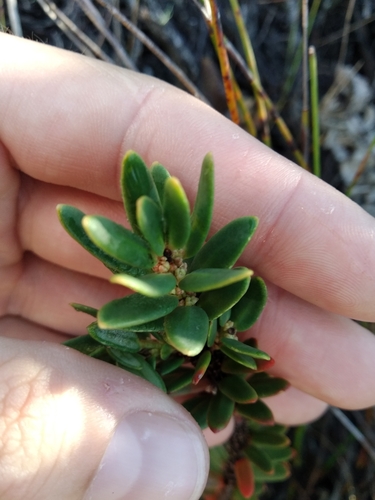 Image of Clutia polygonoides by (c) De Waal Hugo, some rights reserved (CC BY)