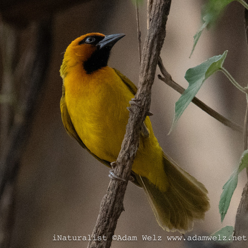 Olive-naped Weaver