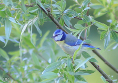 Cyanistes caeruleus