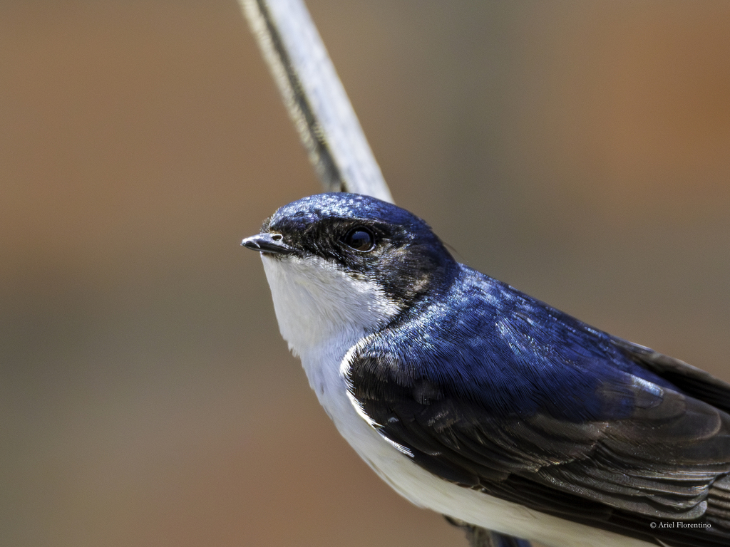 Blue-and-white and Black-collared Swallows