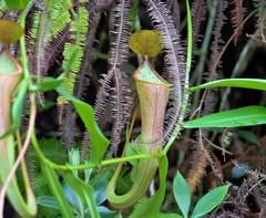 Nepenthes gracillima
