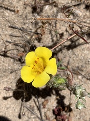 Diplacus vandenbergensis