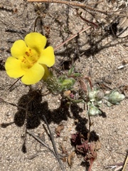 Diplacus vandenbergensis