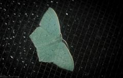 Maxates centrophylla