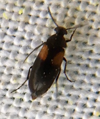 Anaspis fasciata