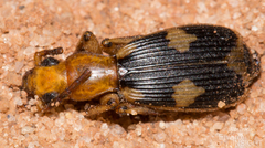Pheropsophus