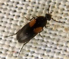 Anaspis fasciata