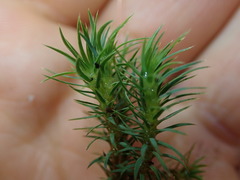 Polytrichadelphus magellanicus