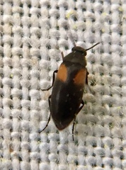 Anaspis fasciata